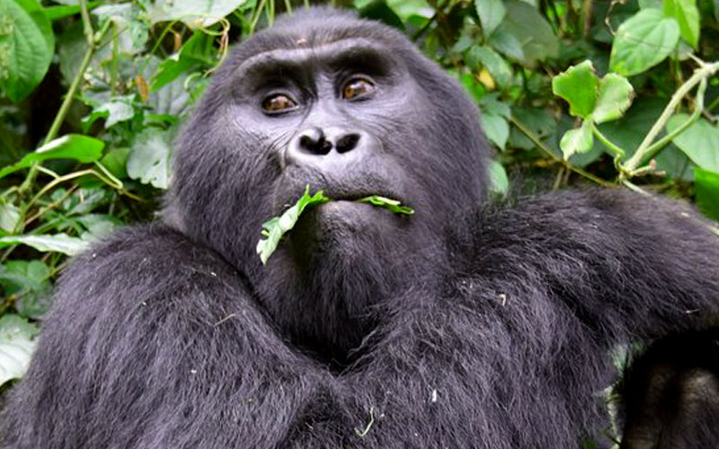 6 Days Chimpanzees, Gorilla tracking and Queen Elizabeth safari