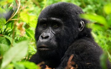 What you should know about Gorilla encounters.
