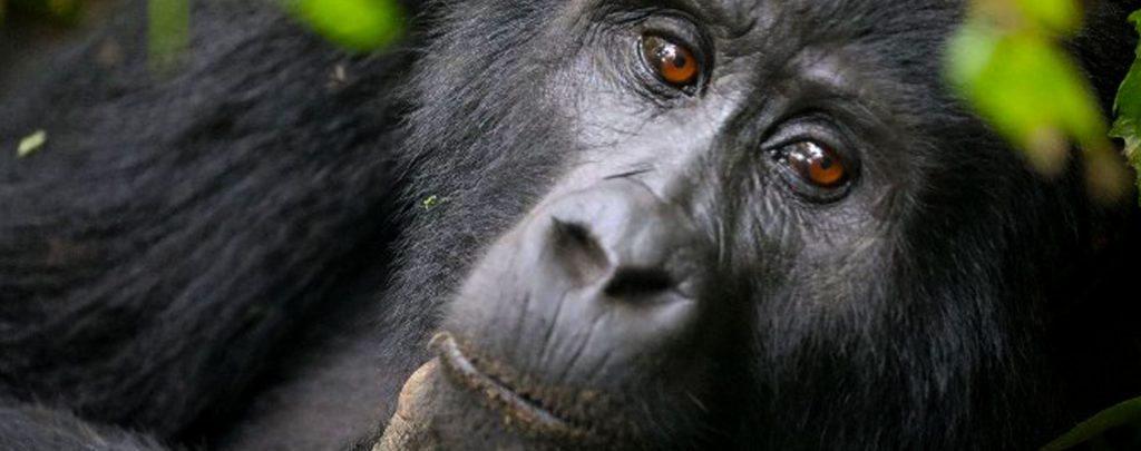 gorilla-trekking-safaris