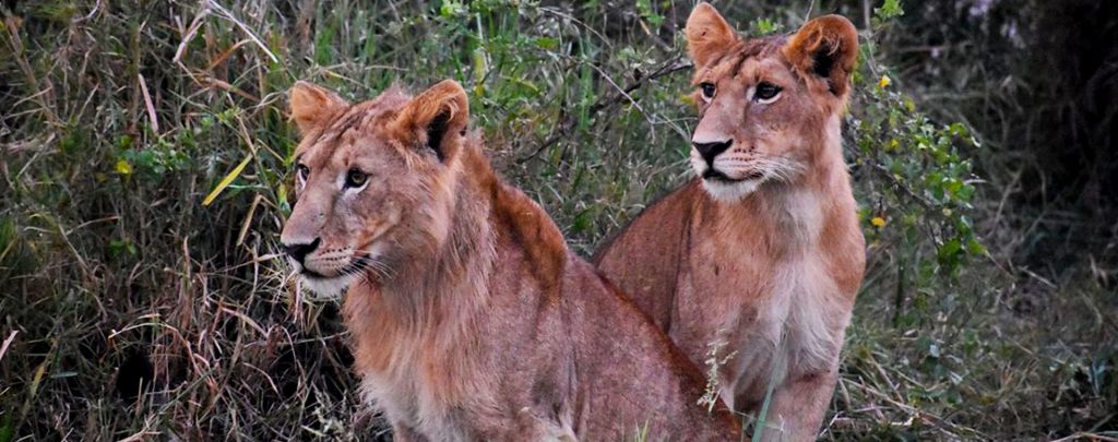 lions-spotted-on-a-uganda-safari