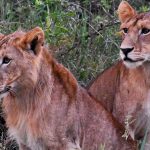 lions-spotted-on-a-uganda-safari