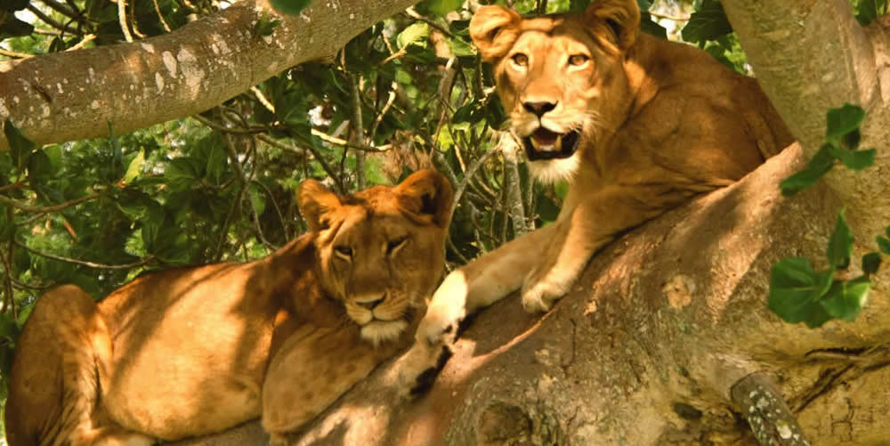 African lion. Queen Elizabeth National Park