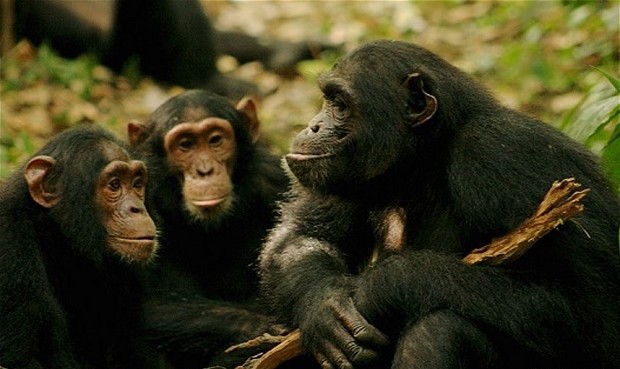 3 days chimpanzee tracking