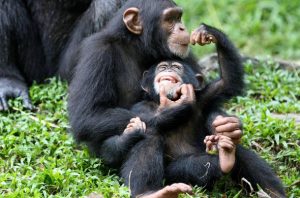 chimpanzee tracking and canopy walk