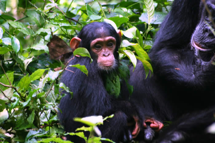 chimpanzee trekking safari