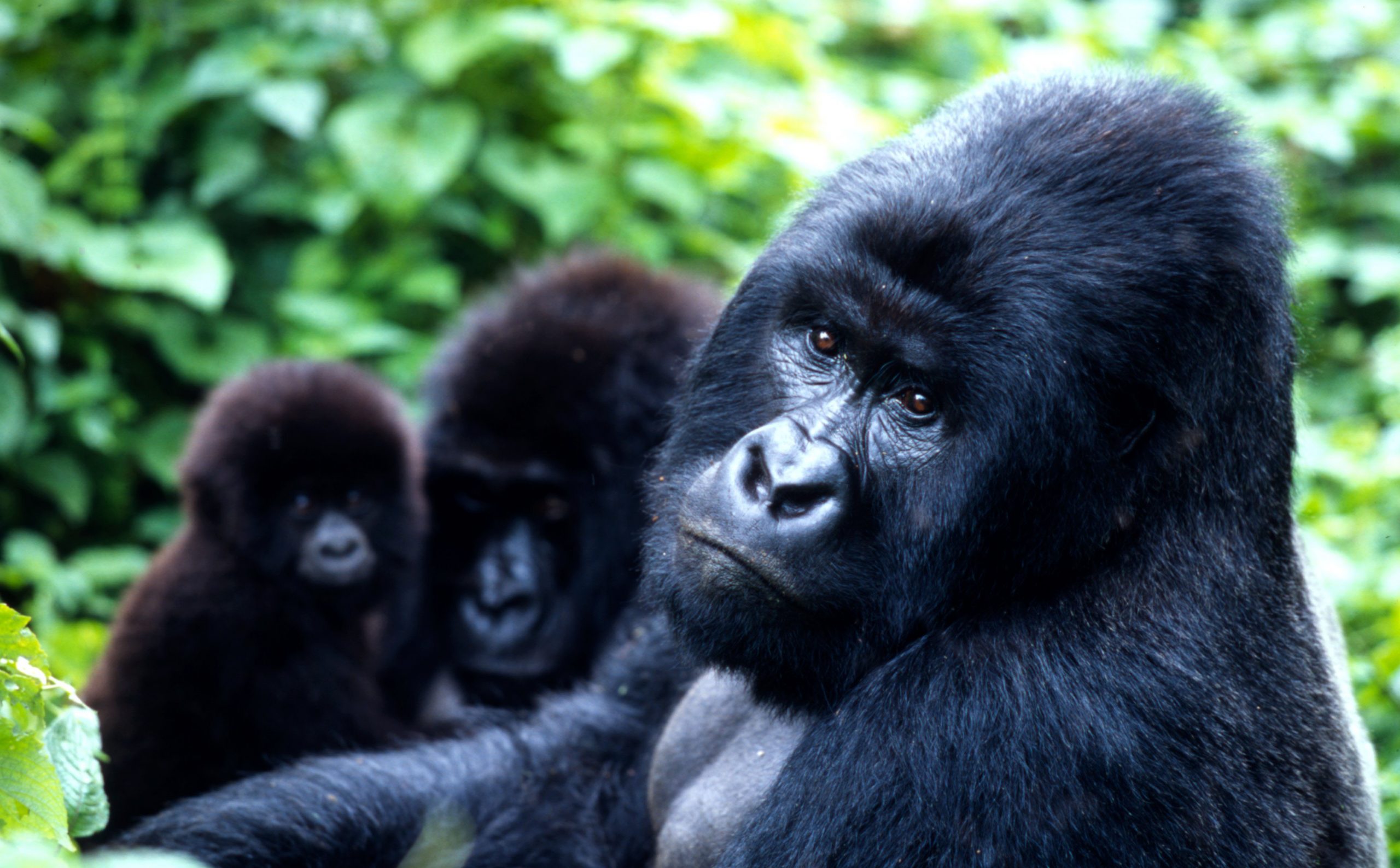 Primates of Uganda safari