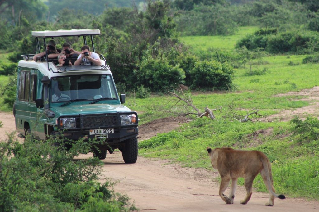 Rwanda safari-gorilla