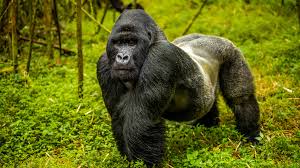 Rwanda safari-gorilla