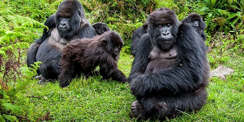 Gorilla Habituation Experience