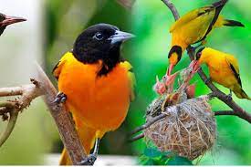 where to visit in Uganda - wildlife - cultural - game drive 2024