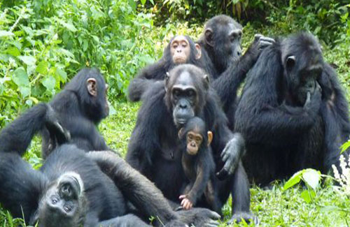 6 Days Uganda Primates